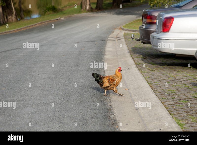 Netherlands - chicken road gokspel